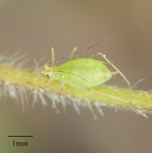 Grünstreifige Kartoffellaus — Bild 4
