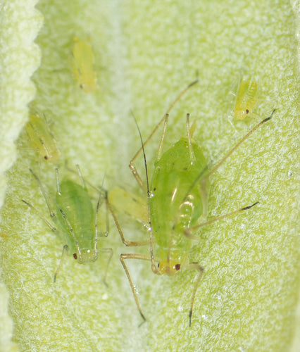 Grünstreifige Kartoffellaus — Bild 3