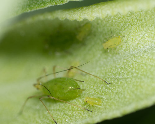 Grünstreifige Kartoffellaus — Bild 1