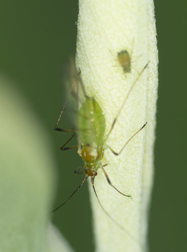 Grünstreifige Kartoffellaus — Bild 2