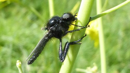 Haarmücke (Larven) — Bild 5