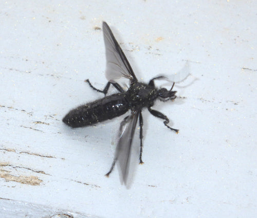 Haarmücke (Larven) — Bild 3