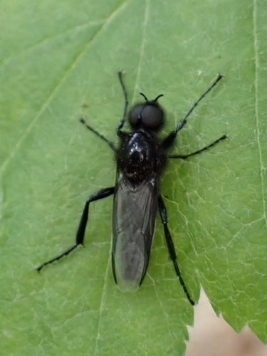Haarmücke (Larven) — Bild 1