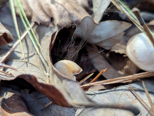 Haarschimmel — Bild 5