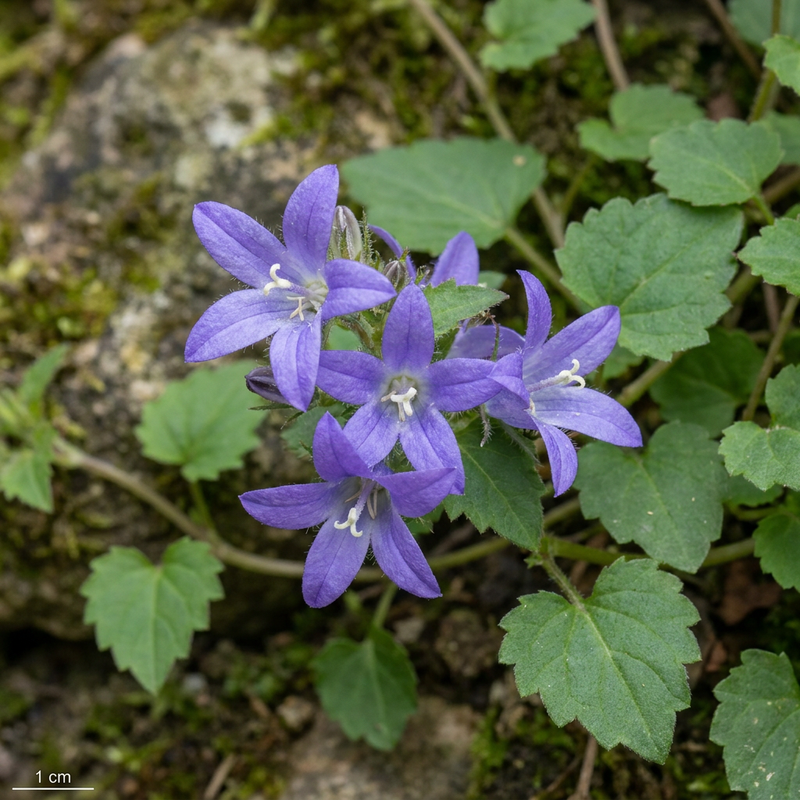 Hänge-Glockenblume