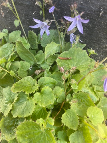 Hänge-Glockenblume — Bild 4 von 10