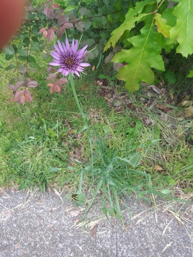 Haferwurzel — Bild 5