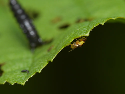 Halmfliegen Loswerden — Bild 5