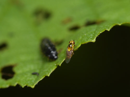 Halmfliegen Loswerden — Bild 4