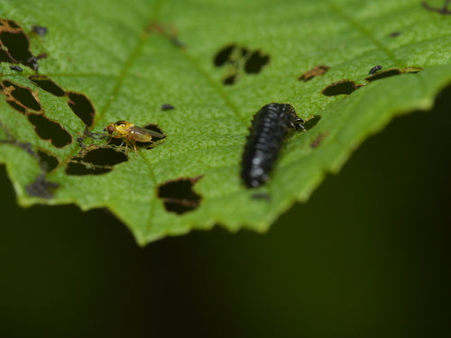 Halmfliegen Loswerden — Bild 3