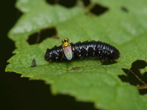 Halmfliegen Loswerden — Bild 1