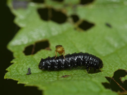 Halmfliegen Loswerden — Bild 2