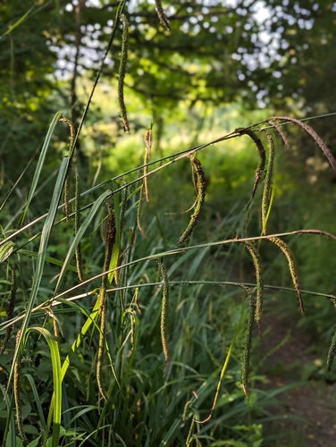 Hasen-Segge — Bild 3 von 10