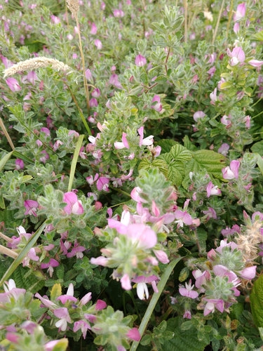 Hauhechel — Bild 2