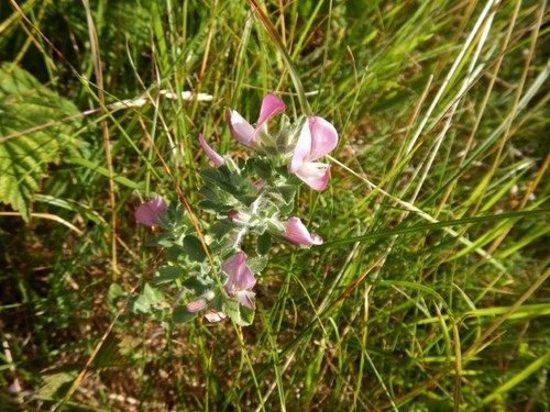 Hauhechel — Bild 3