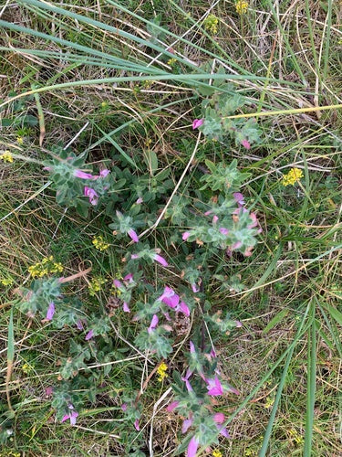 Hauhechel — Bild 5