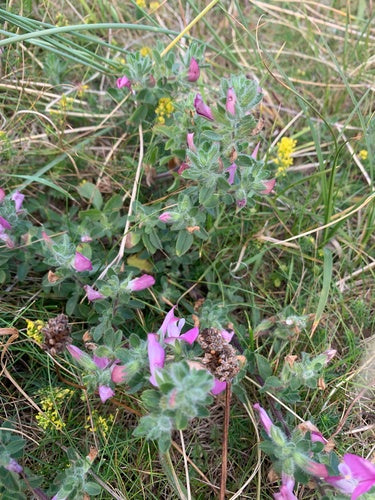 Hauhechel — Bild 4