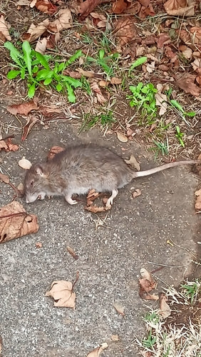 Hausratte — Bild 1