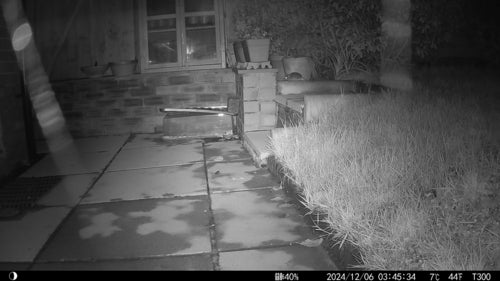 Hausratte — Bild 1 von 50