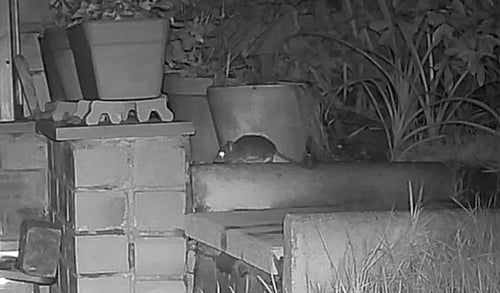 Hausratte — Bild 2 von 50