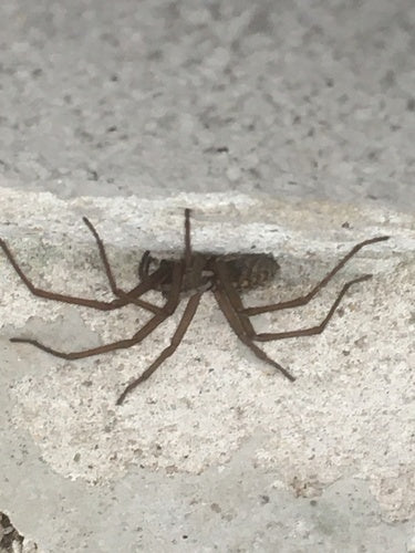 Hauswinkelspinne — Bild 5 von 53