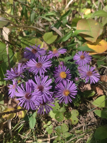 Herbstaster — Bild 5
