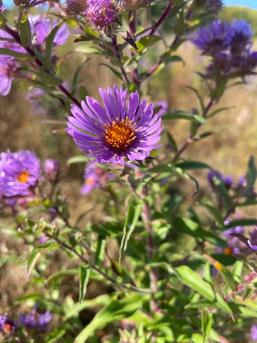 Herbstaster — Bild 3
