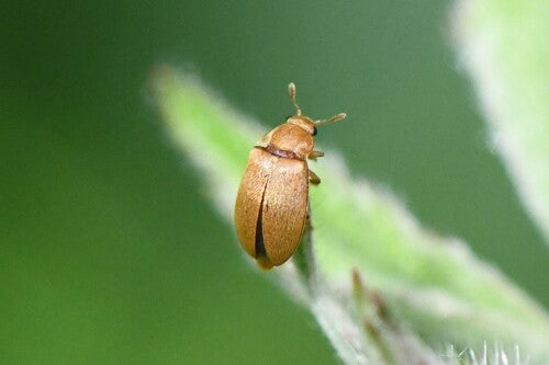 Himbeerkäfer — Bild 5