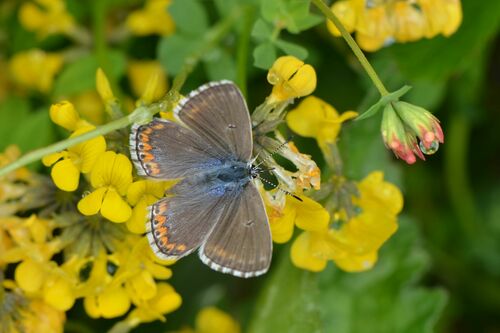 Himmelblauer Bläuling — Bild 5 von 10