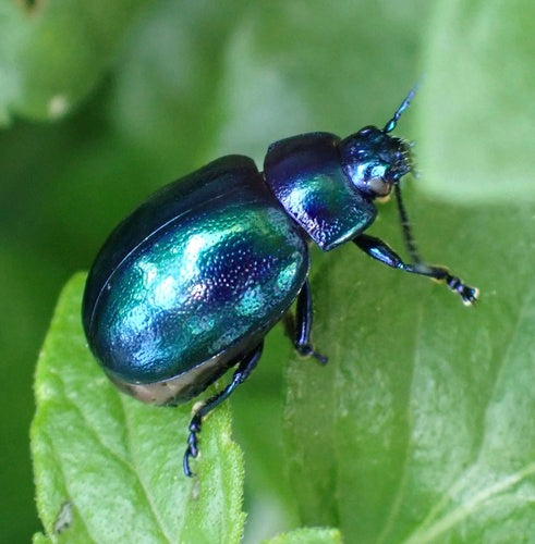 Himmelblauer Blattkäfer — Bild 5
