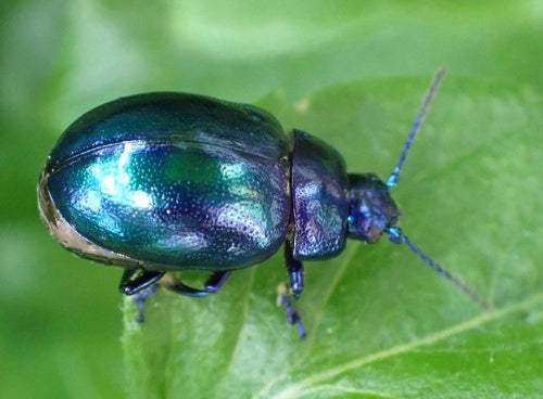 Himmelblauer Blattkäfer — Bild 4
