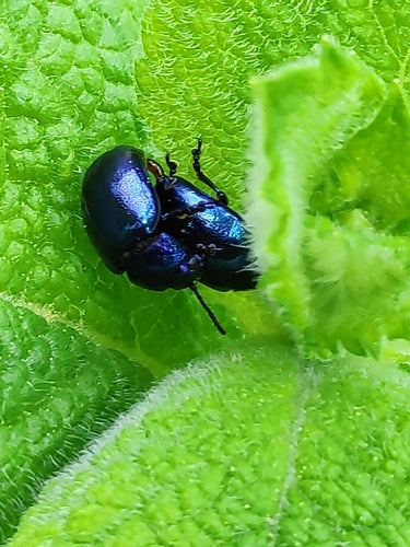 Himmelblauer Blattkäfer — Bild 3
