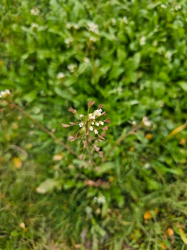Hirtentaeschel — Bild 3