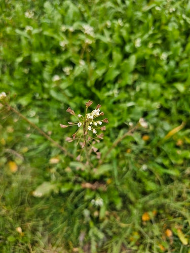 Hirtentaeschel — Bild 2