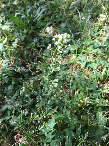 Hirtentaeschel — Bild 5