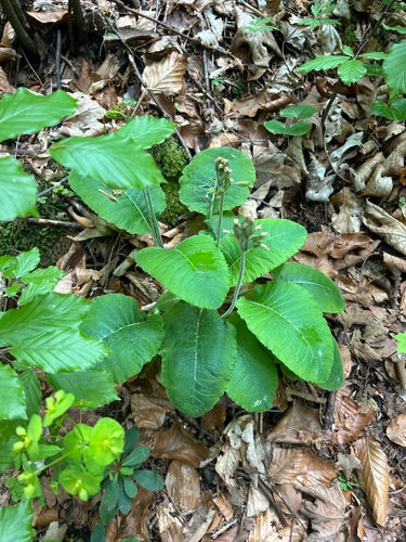 Hohe Schlüsselblume — Bild 2 von 9
