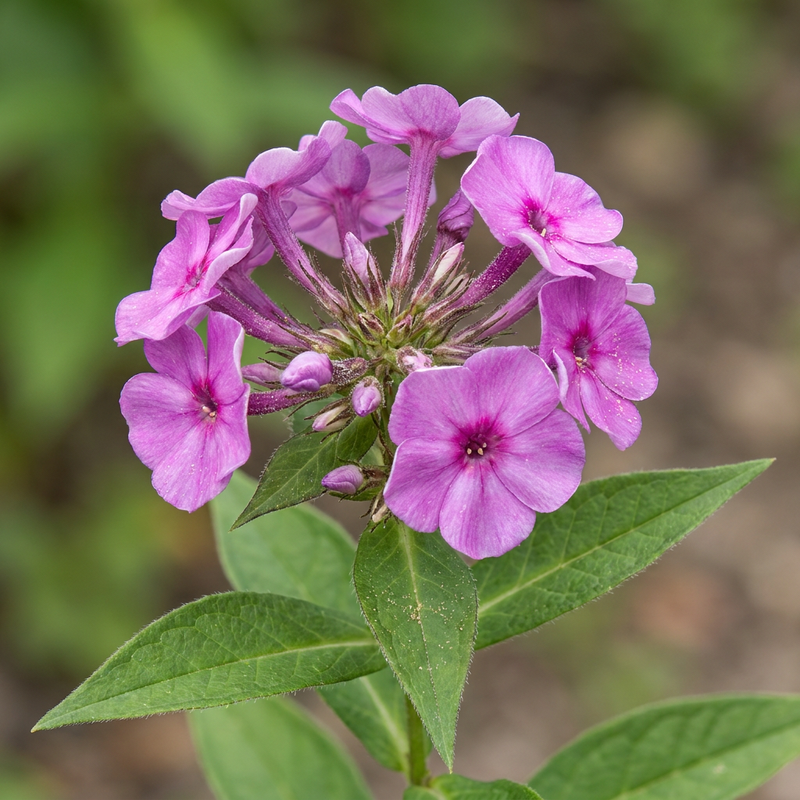 Hoher Stauden-Phlox