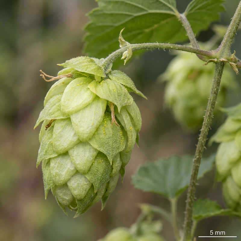 Hopfen