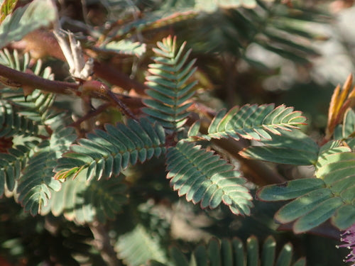 Huelsenfruechte — Bild 5