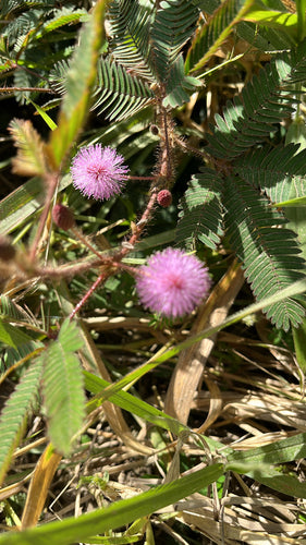 Huelsenfruechte — Bild 4