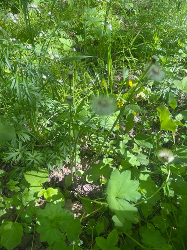 Huflattich — Bild 3