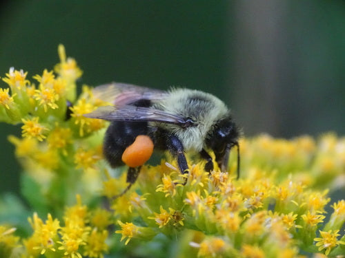 Hummel — Bild 3