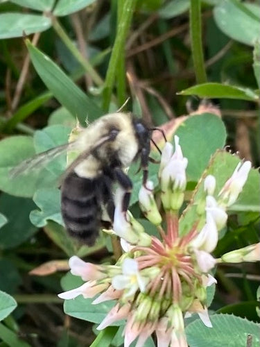 Hummel — Bild 1 von 50