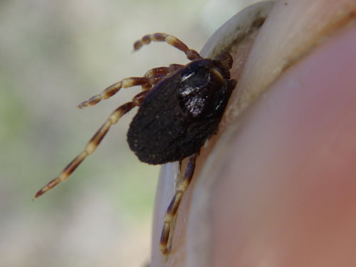 Hyalomma Zecke — Bild 3