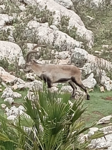 Iberiensteinbock — Bild 2