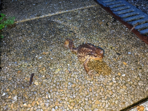 Iberische Erdkröte — Bild 5