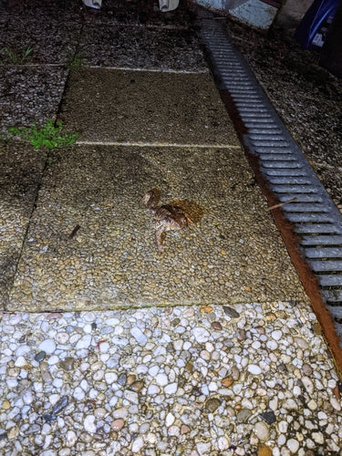 Iberische Erdkröte — Bild 4