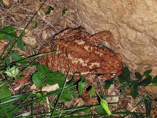 Iberische Erdkröte — Bild 3