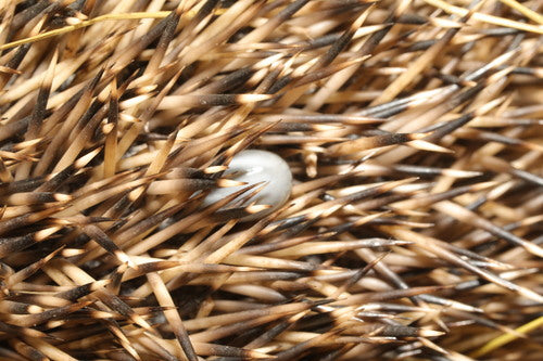 Igelzecke — Bild 3