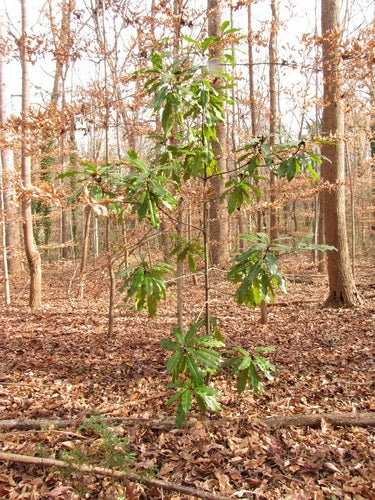 Immergrüne Magnolie — Bild 3